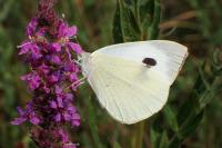 Pieris brassicae