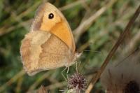 Maniola jurtina