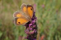 Pyronia tithonus