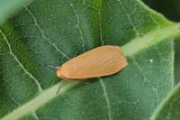 Wittia sororcula