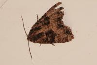 Mesapamea secalella/secalis