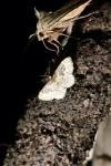 Idaea rusticata