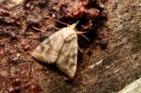 Cosmia trapezina