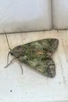 Polyphaenis sericata