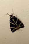 Euplagia quadripunctaria