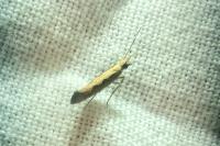 Plutella xylostella