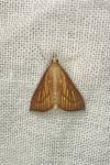 Nascia cilialis