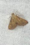 Endotricha flammealis