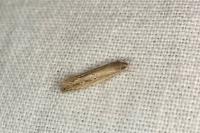 Limnaecia phragmitella