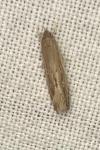 Limnaecia phragmitella