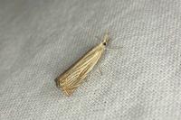 Chrysoteuchia culmella