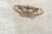 Idaea rusticata
