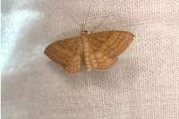 Idaea ochrata