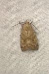 Cosmia trapezina