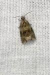 Celypha lacunana