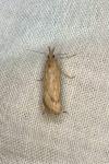 Synaphe punctalis