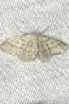 Idaea subsericeata