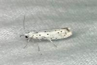 Yponomeuta cagnagella