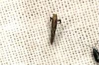 Parornix torquillella