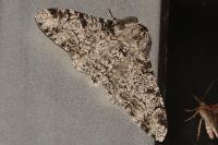 Biston betularia
