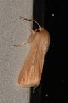 Mythimna pallens