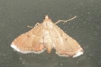 Endotricha flammealis