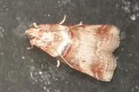 Acrobasis tumidana