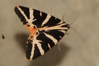 Euplagia quadripunctaria