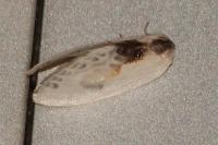 Cilix glaucata