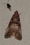 Acrobasis advenella