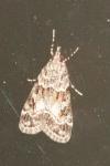Eudonia mercurella