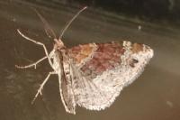 Xanthorhoe ferrugata