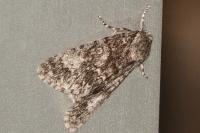 Acronicta megacephala