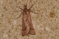 Synaphe punctalis