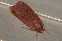 Noctua pronuba