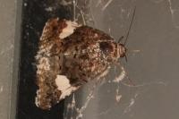 Tyta luctuosa