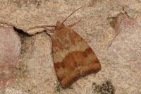 Heliothis viriplaca