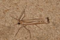 Ancylolomia tentaculella