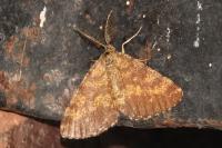 Ematurga atomaria