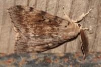 Lymantria dispar