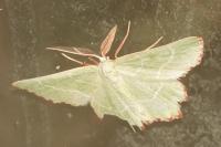 Thalera fimbrialis