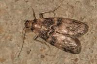 Euzophera pinguis