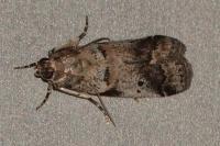 Acrobasis glaucella/fallouella