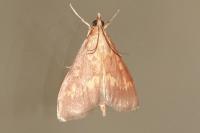 Ostrinia nubilalis
