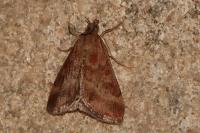 Pyrausta despicata