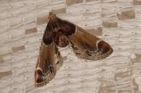Pyralis farinalis