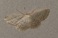 Idaea subsericeata