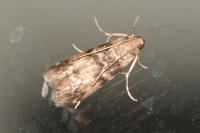 Euzophera pinguis