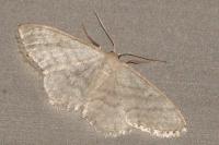 Idaea subsericeata