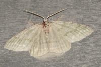 Pseudoterpna pruinata